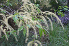 Salix tetrasperma